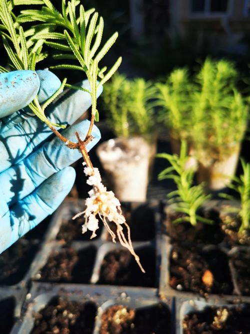 薰衣草扦插的种植方法，薰衣草可以扦插吗怎么检查才大量成活？