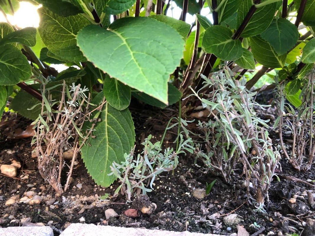 薰衣草扦插的种植方法，薰衣草可以扦插吗怎么检查才大量成活？-第2张图片-优品飞百科