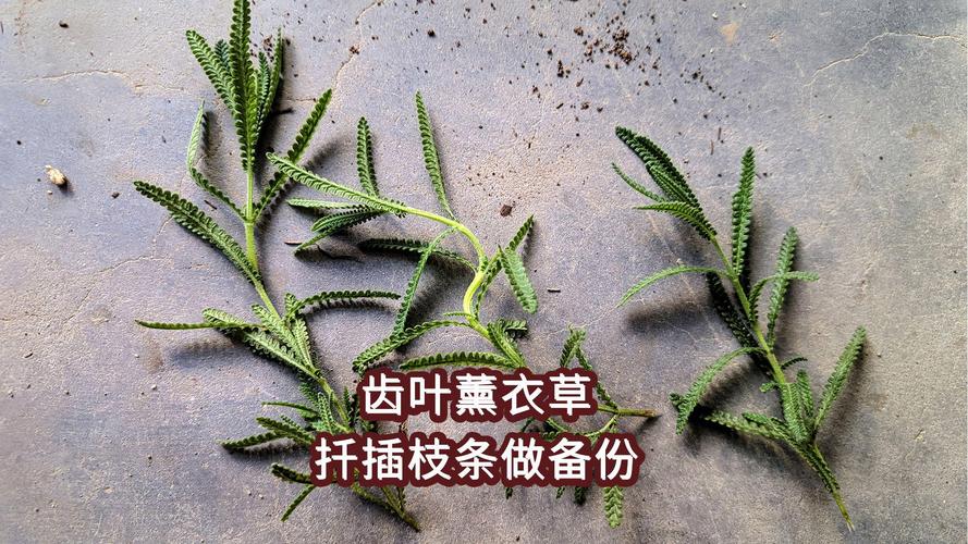 薰衣草扦插的种植方法，薰衣草可以扦插吗怎么检查才大量成活？-第3张图片-优品飞百科