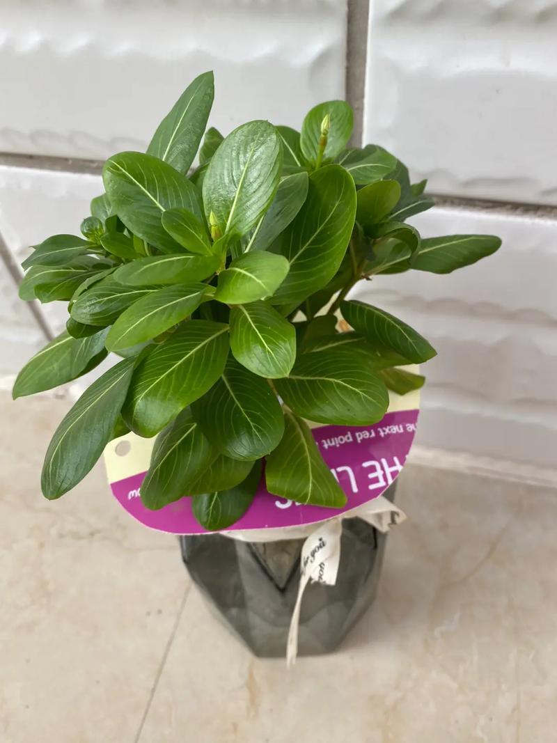 花叶蔓长春可以水培吗，花叶蔓长春怎么施肥？