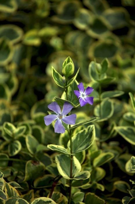 花叶蔓长春可以水培吗，花叶蔓长春怎么施肥？-第4张图片-优品飞百科