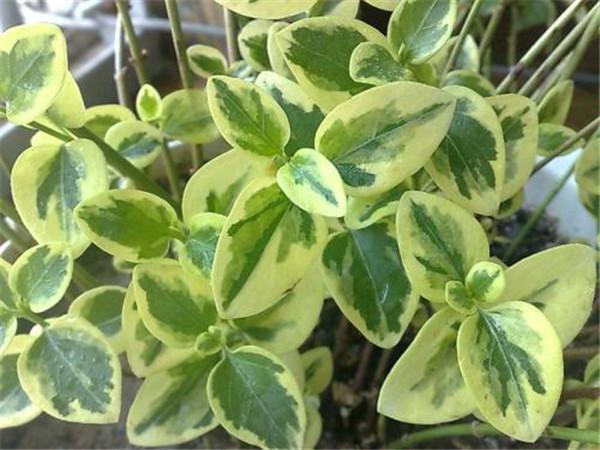 花叶蔓长春可以水培吗，花叶蔓长春怎么施肥？-第5张图片-优品飞百科