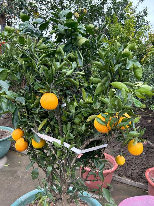 橘子怎么种植方法?橘子怎么样种植?-第2张图片-优品飞百科 橘子怎么种植方法?橘子怎么样种植?-第2张图片-优品飞百科