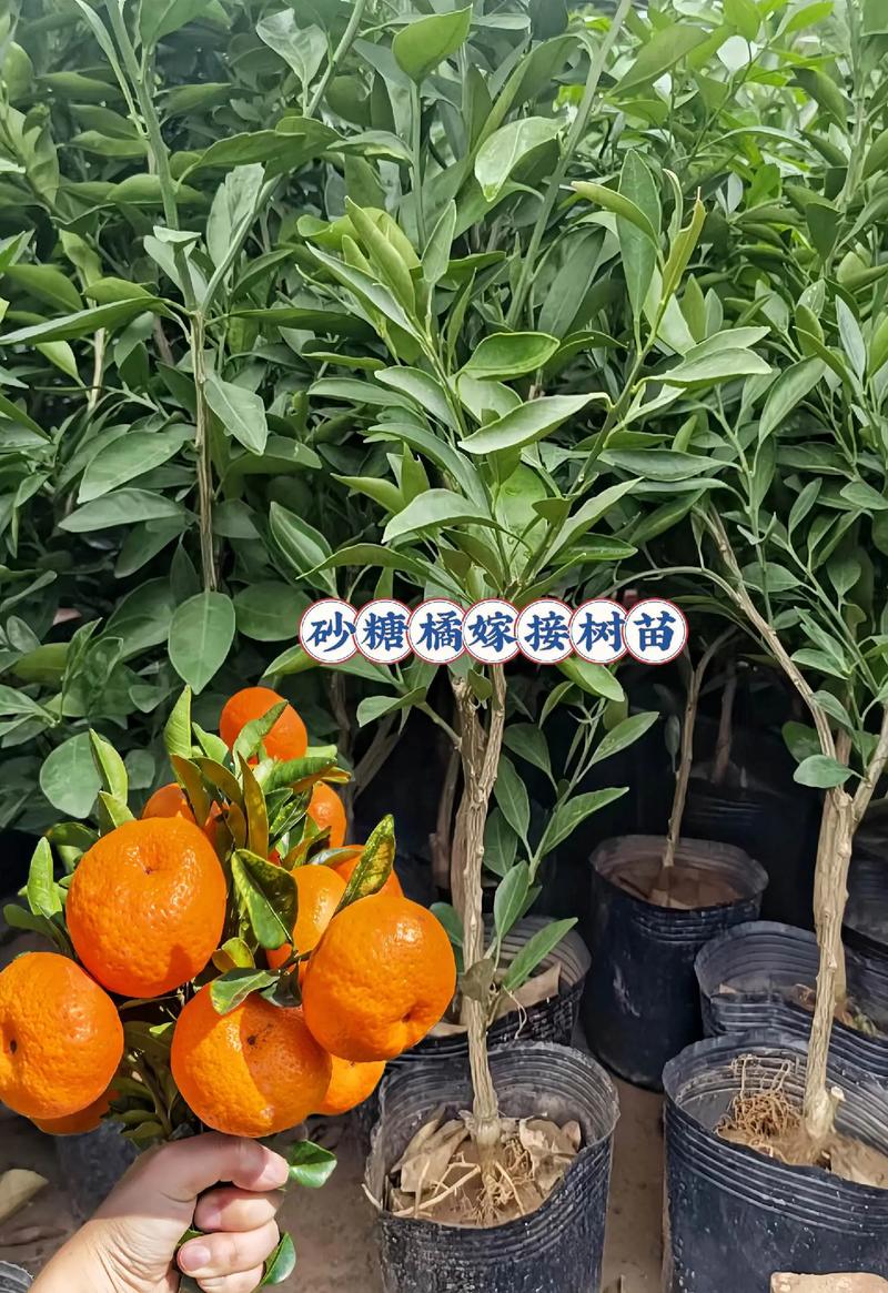 橘子怎么种植方法?橘子怎么样种植?-第4张图片-优品飞百科 橘子怎么种植方法?橘子怎么样种植?-第4张图片-优品飞百科