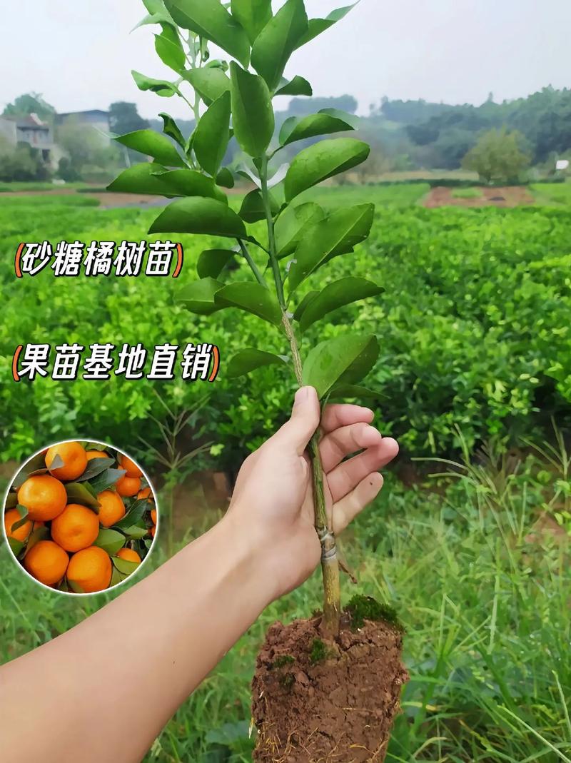 橘子怎么种植方法?橘子怎么样种植?-第5张图片-优品飞百科 橘子怎么种植方法?橘子怎么样种植?-第5张图片-优品飞百科