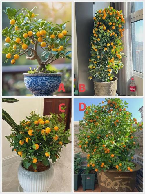 橘子怎么种植方法?橘子怎么样种植?-第6张图片-优品飞百科 橘子怎么种植方法?橘子怎么样种植?-第6张图片-优品飞百科