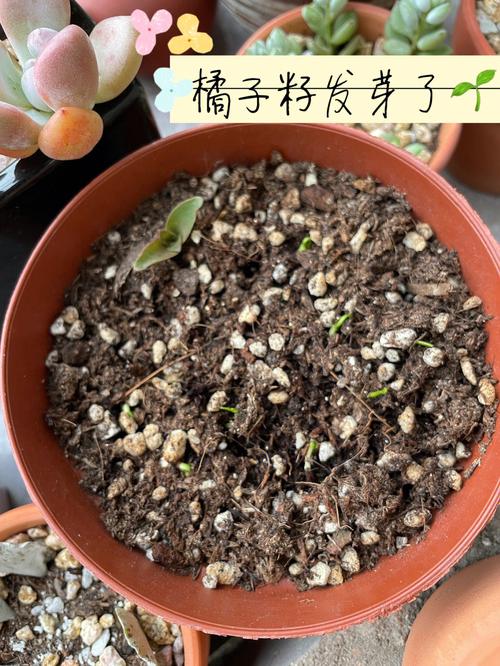 橘子怎么种植方法?橘子怎么样种植?-第7张图片-优品飞百科 橘子怎么种植方法?橘子怎么样种植?-第7张图片-优品飞百科