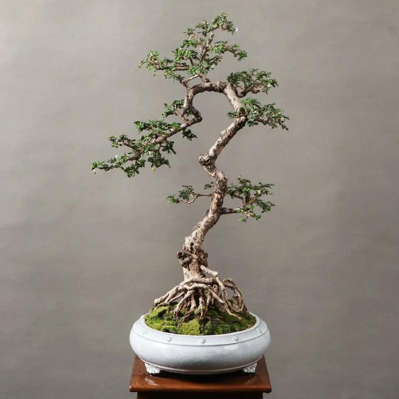 福建茶盆景多少时间浇次水，福建茶树盆景每天都要浇水-第2张图片-优品飞百科