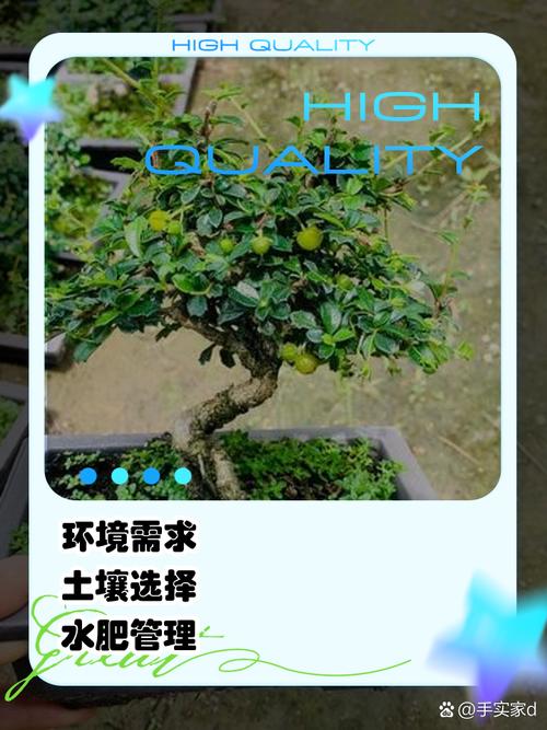 福建茶盆景多少时间浇次水，福建茶树盆景每天都要浇水-第3张图片-优品飞百科