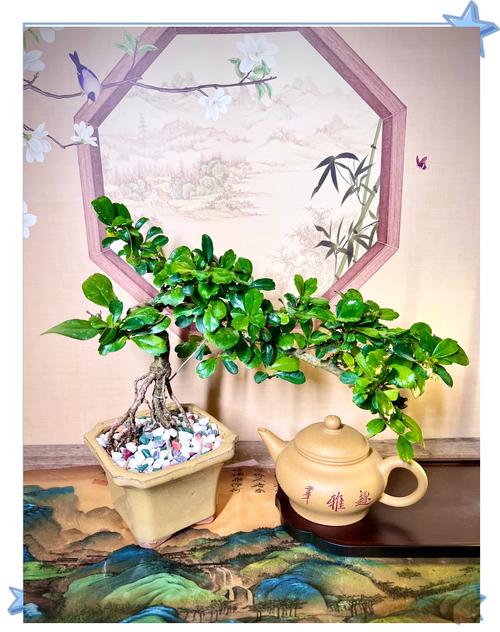 福建茶盆景多少时间浇次水，福建茶树盆景每天都要浇水-第4张图片-优品飞百科