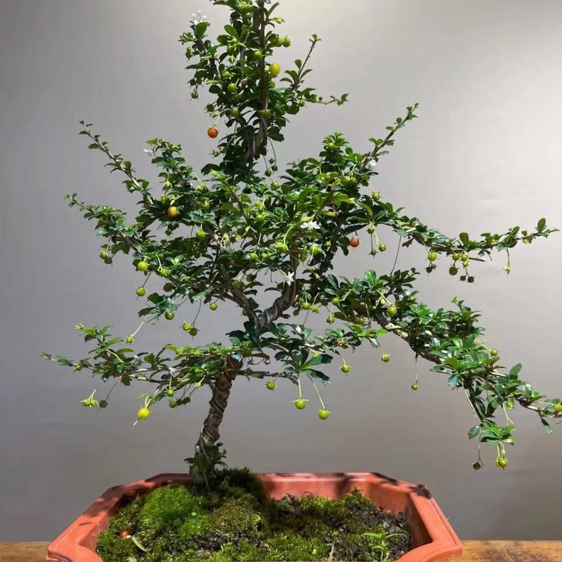 福建茶盆景多少时间浇次水，福建茶树盆景每天都要浇水-第5张图片-优品飞百科