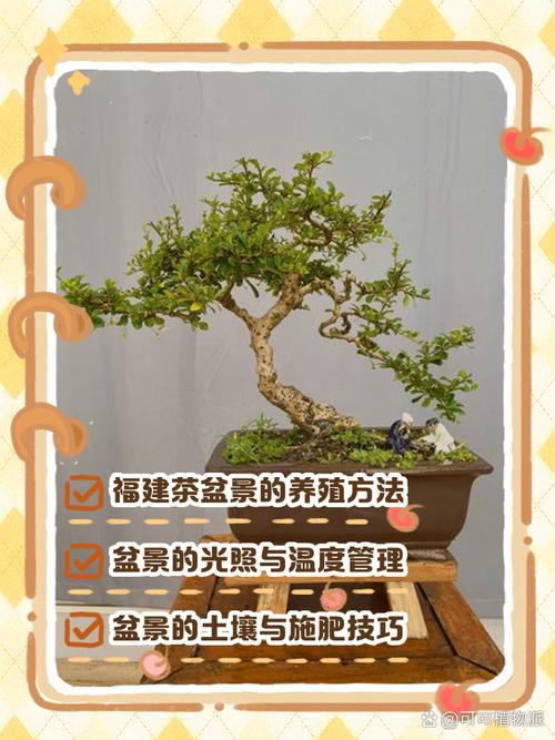 福建茶盆景多少时间浇次水，福建茶树盆景每天都要浇水-第6张图片-优品飞百科