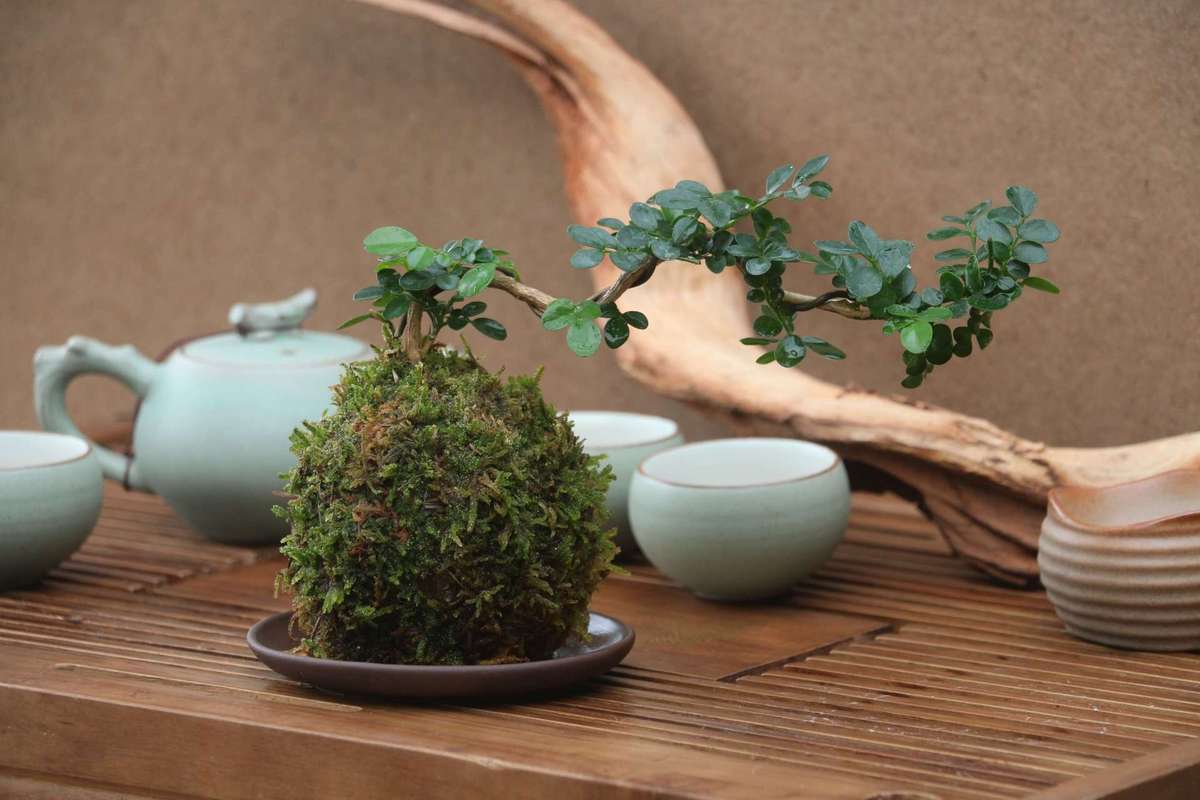 福建茶盆景多少时间浇次水，福建茶树盆景每天都要浇水-第7张图片-优品飞百科