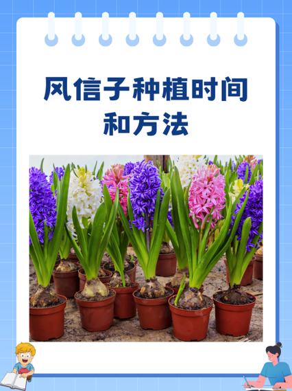 风信子的养殖方法？风信子的养殖方法与注意事项水培养殖都有哪些？-第2张图片-优品飞百科