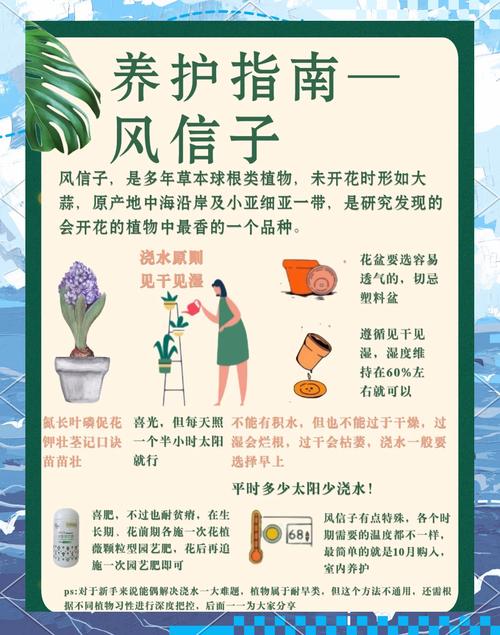 风信子的养殖方法？风信子的养殖方法与注意事项水培养殖都有哪些？-第5张图片-优品飞百科