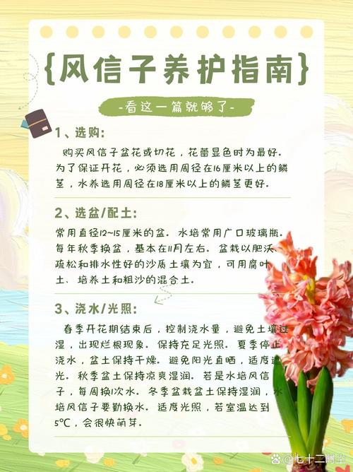 风信子的养殖方法？风信子的养殖方法与注意事项水培养殖都有哪些？-第6张图片-优品飞百科