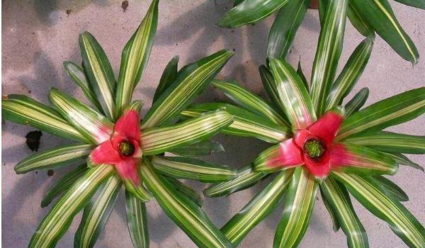 鸿运当头怎么分株？分株后的鸿运当头怎样养护才能开花？