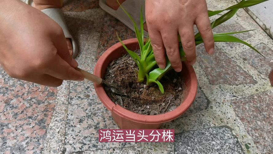 鸿运当头怎么分株?分株后的鸿运当头怎样养护才能开花?-第2张图片-优品飞百科 鸿运当头怎么分株?分株后的鸿运当头怎样养护才能开花?-第2张图片-优品飞百科