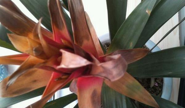 鸿运当头怎么分株?分株后的鸿运当头怎样养护才能开花?-第3张图片-优品飞百科 鸿运当头怎么分株?分株后的鸿运当头怎样养护才能开花?-第3张图片-优品飞百科