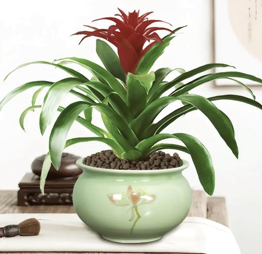 鸿运当头怎么分株?分株后的鸿运当头怎样养护才能开花?-第4张图片-优品飞百科 鸿运当头怎么分株?分株后的鸿运当头怎样养护才能开花?-第4张图片-优品飞百科