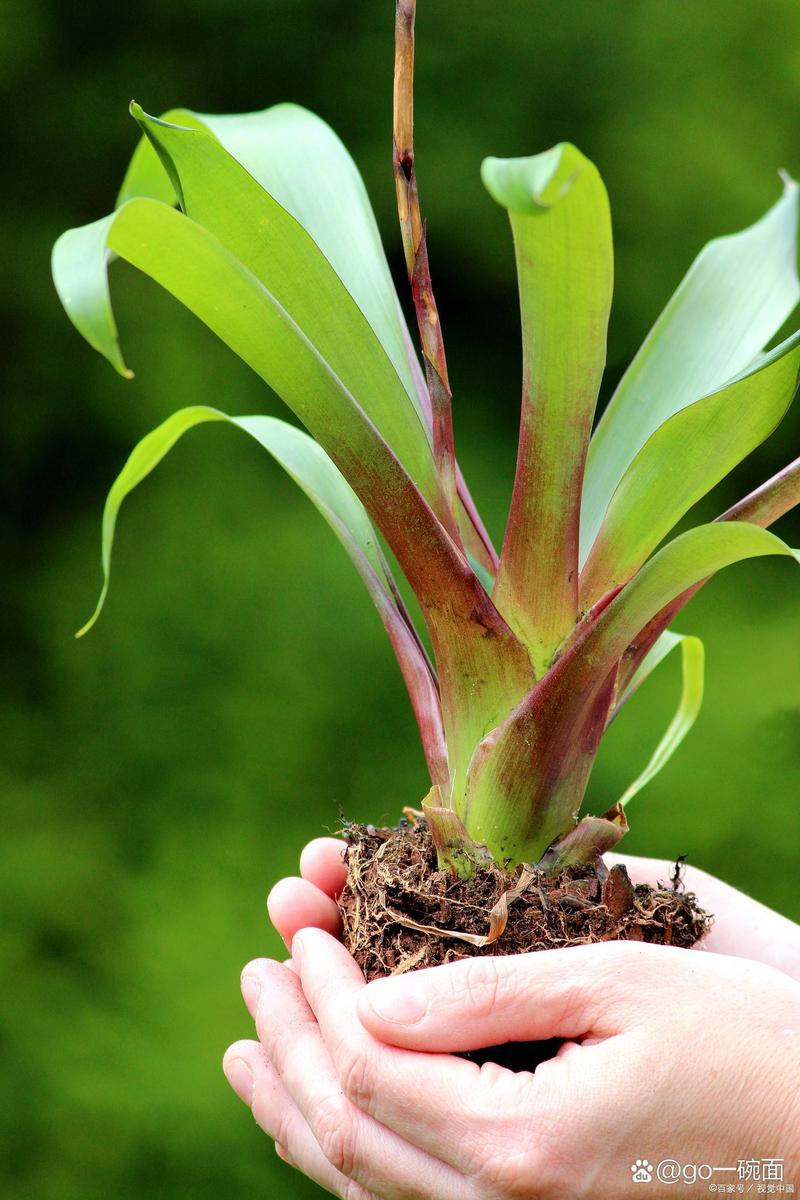 鸿运当头怎么分株?分株后的鸿运当头怎样养护才能开花?-第5张图片-优品飞百科 鸿运当头怎么分株?分株后的鸿运当头怎样养护才能开花?-第5张图片-优品飞百科