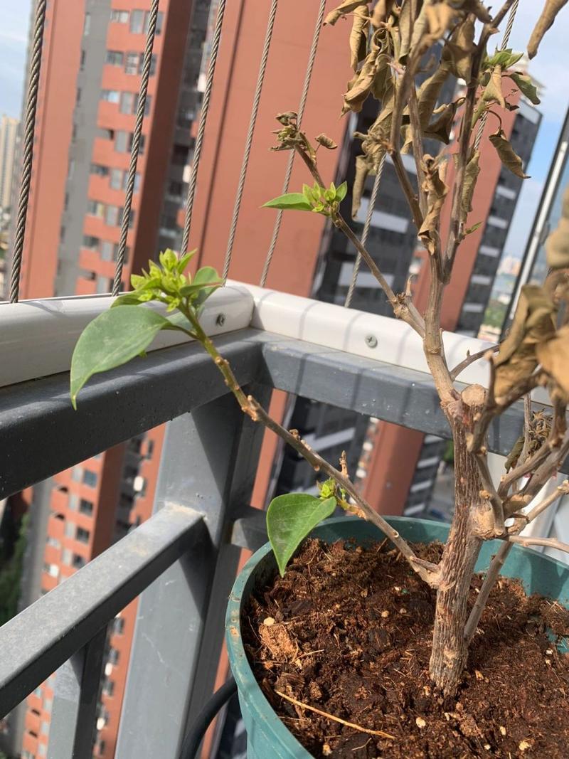 三角梅叶子干枯怎么办，三角梅叶子枯了有救吗？-第2张图片-优品飞百科