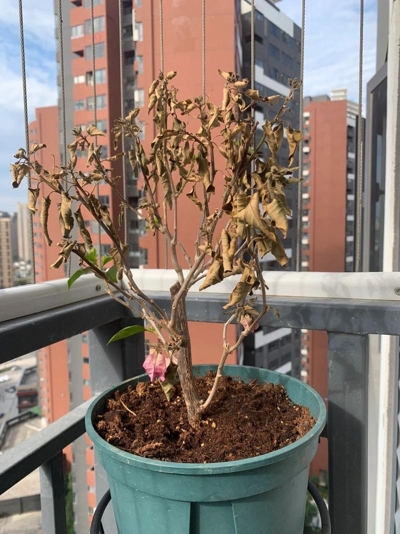 三角梅叶子干枯怎么办，三角梅叶子枯了有救吗？-第3张图片-优品飞百科