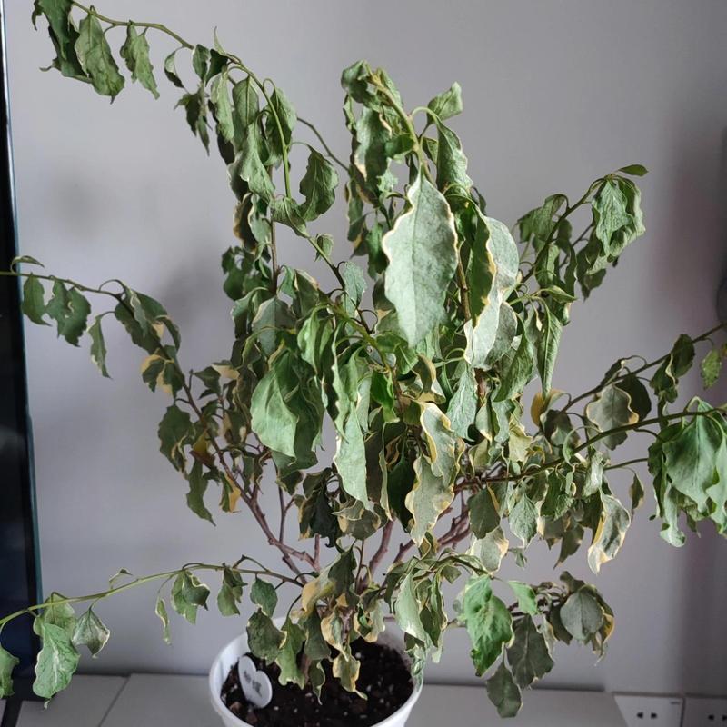 三角梅叶子干枯怎么办，三角梅叶子枯了有救吗？-第4张图片-优品飞百科