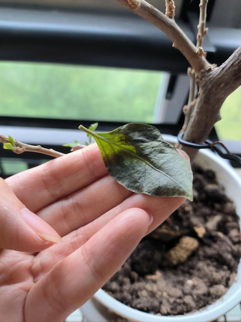 三角梅叶子干枯怎么办，三角梅叶子枯了有救吗？-第5张图片-优品飞百科