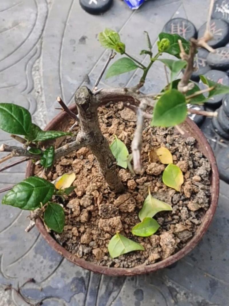 三角梅叶子干枯怎么办，三角梅叶子枯了有救吗？-第6张图片-优品飞百科