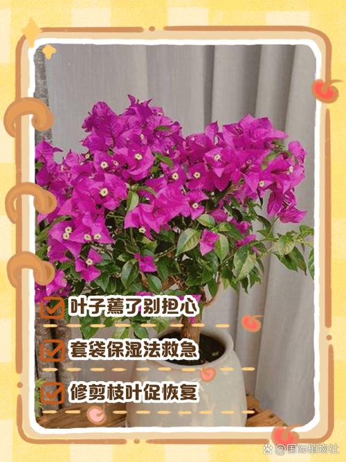 三角梅叶子干枯怎么办，三角梅叶子枯了有救吗？-第7张图片-优品飞百科