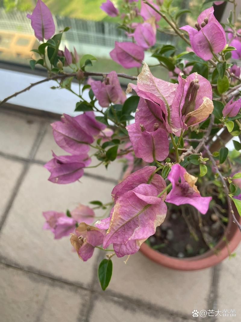 三角梅叶子干枯怎么办，三角梅叶子枯了有救吗？-第8张图片-优品飞百科