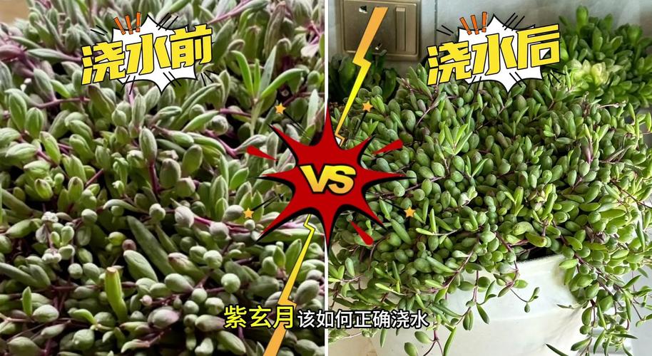 紫罗兰多久浇一次水，紫罗兰需要几天才能发芽？-第1张图片-优品飞百科