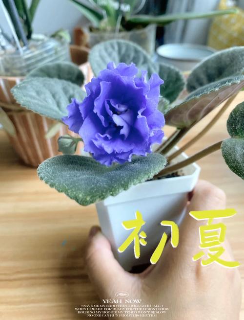 紫罗兰多久浇一次水，紫罗兰需要几天才能发芽？-第2张图片-优品飞百科