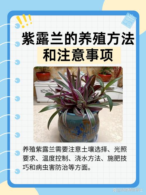 紫罗兰多久浇一次水，紫罗兰需要几天才能发芽？-第4张图片-优品飞百科