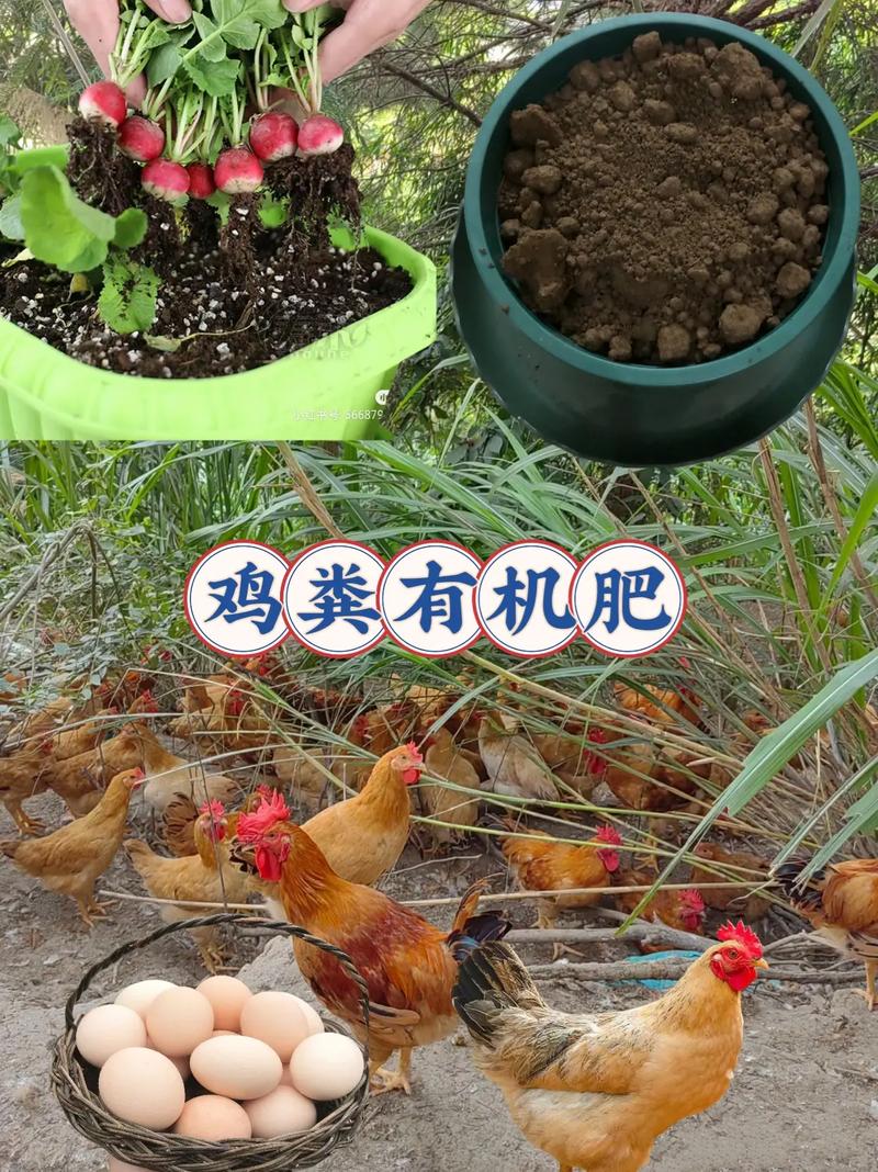 养花施肥用鸡粪是直接用吗,给花施肥用鸡粪好还是羊粪好-第2张图片-优品飞百科 养花施肥用鸡粪是直接用吗,给花施肥用鸡粪好还是羊粪好-第2张图片-优品飞百科