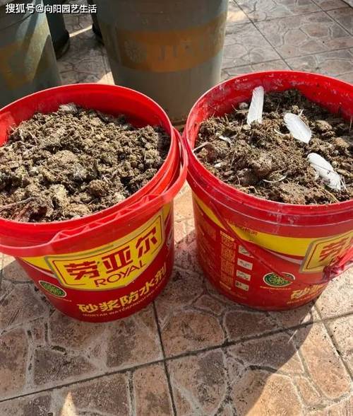 养花施肥用鸡粪是直接用吗,给花施肥用鸡粪好还是羊粪好-第4张图片-优品飞百科 养花施肥用鸡粪是直接用吗,给花施肥用鸡粪好还是羊粪好-第4张图片-优品飞百科