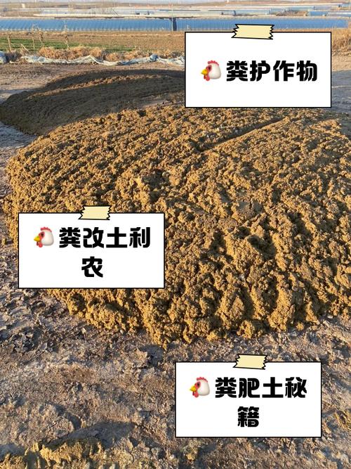 养花施肥用鸡粪是直接用吗,给花施肥用鸡粪好还是羊粪好-第6张图片-优品飞百科 养花施肥用鸡粪是直接用吗,给花施肥用鸡粪好还是羊粪好-第6张图片-优品飞百科