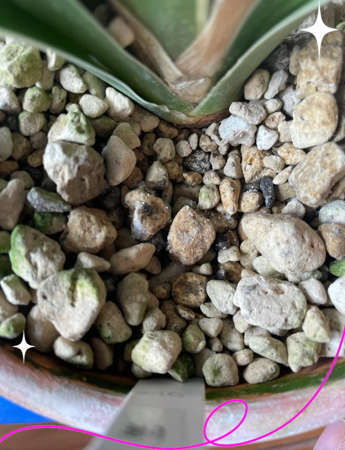 万年青夏天怎么养，万年青夏天可以换盆吗？