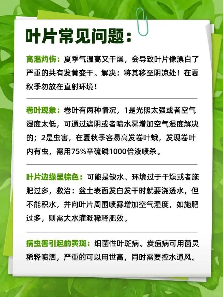 万年青夏天怎么养,万年青夏天可以换盆吗?-第2张图片-优品飞百科 万年青夏天怎么养,万年青夏天可以换盆吗?-第2张图片-优品飞百科