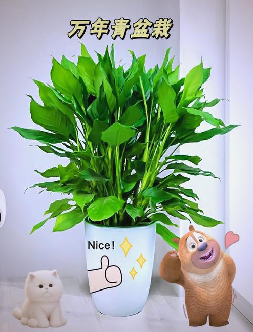 万年青夏天怎么养,万年青夏天可以换盆吗?-第3张图片-优品飞百科 万年青夏天怎么养,万年青夏天可以换盆吗?-第3张图片-优品飞百科