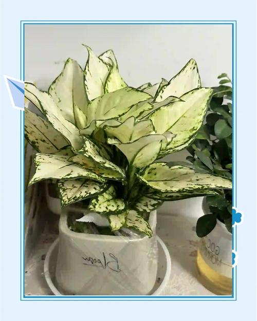 万年青夏天怎么养,万年青夏天可以换盆吗?-第4张图片-优品飞百科 万年青夏天怎么养,万年青夏天可以换盆吗?-第4张图片-优品飞百科