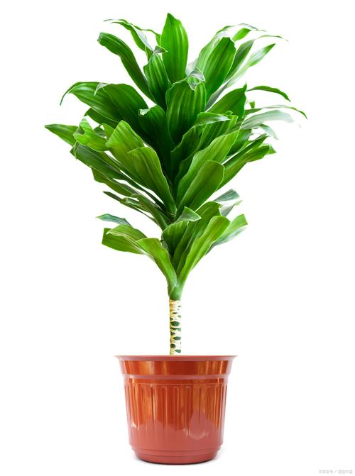 万年青夏天怎么养,万年青夏天可以换盆吗?-第5张图片-优品飞百科 万年青夏天怎么养,万年青夏天可以换盆吗?-第5张图片-优品飞百科