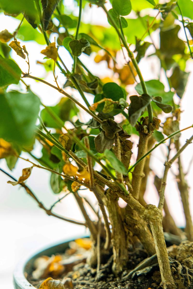 盆栽桃花叶子发黄脱落怎么办？盆栽桃花的花蔫了怎么办？-第1张图片-优品飞百科