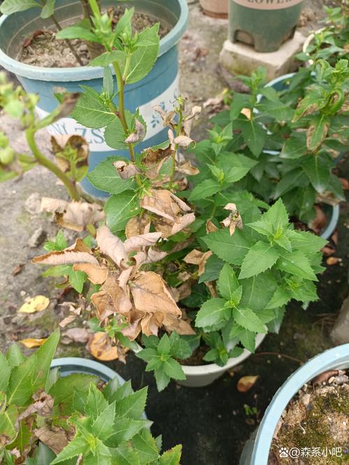 盆栽桃花叶子发黄脱落怎么办？盆栽桃花的花蔫了怎么办？-第3张图片-优品飞百科