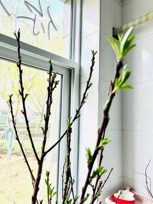 盆栽桃花叶子发黄脱落怎么办？盆栽桃花的花蔫了怎么办？-第4张图片-优品飞百科