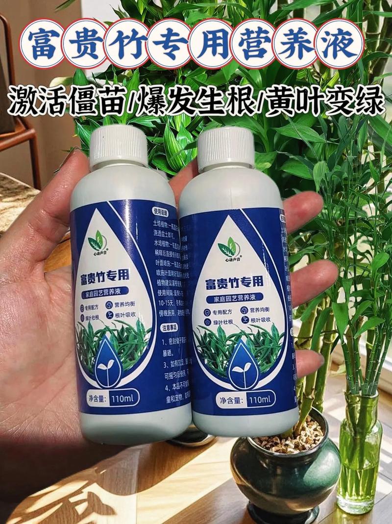 富贵竹放什么药生根快,富贵竹里加什么药可以长的好-第1张图片-优品飞百科 富贵竹放什么药生根快,富贵竹里加什么药可以长的好-第1张图片-优品飞百科