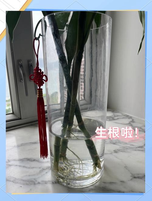 富贵竹放什么药生根快,富贵竹里加什么药可以长的好-第2张图片-优品飞百科 富贵竹放什么药生根快,富贵竹里加什么药可以长的好-第2张图片-优品飞百科