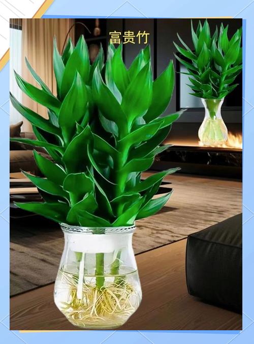 富贵竹放什么药生根快,富贵竹里加什么药可以长的好-第3张图片-优品飞百科 富贵竹放什么药生根快,富贵竹里加什么药可以长的好-第3张图片-优品飞百科