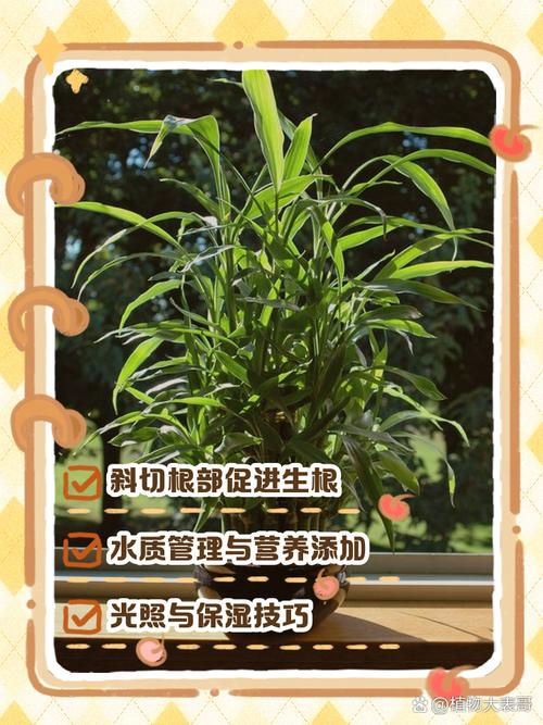 富贵竹放什么药生根快,富贵竹里加什么药可以长的好-第4张图片-优品飞百科 富贵竹放什么药生根快,富贵竹里加什么药可以长的好-第4张图片-优品飞百科